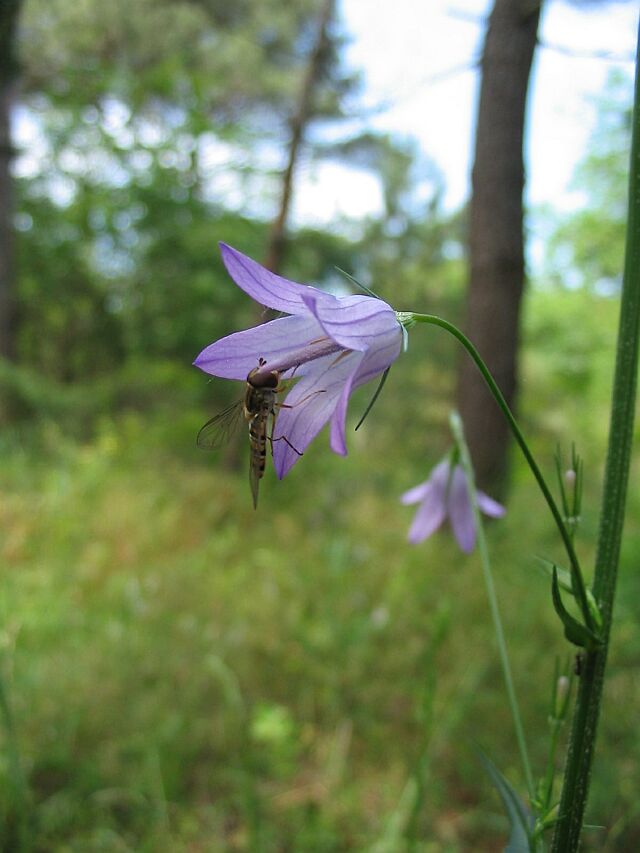 Campanule